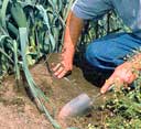 
Planting in raised beds, rather than rows, allows for greater variety in types of plants growing side by side - provided they get along well.
